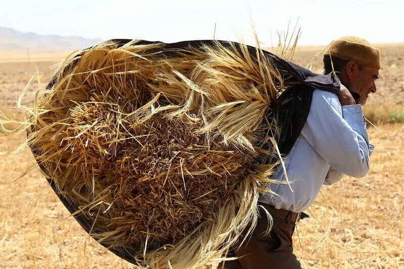واریز ۲۸.۵ همت به حساب گندم‌کاران