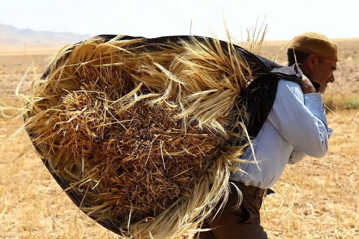 واریز ۲۸.۵ همت به حساب گندمکاران
