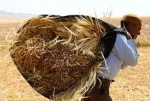 واریز ۲۸.۵ همت به حساب گندم‌کاران