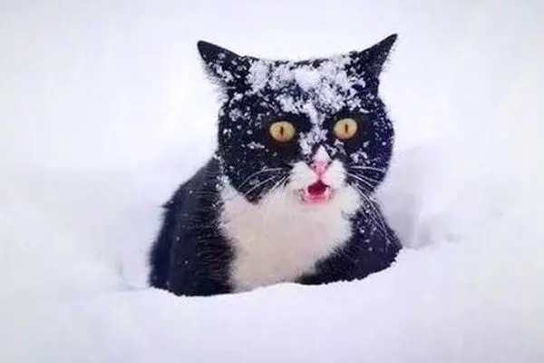 لبیک گربه‌ها در محاصره برف به دعوت امام مسجد