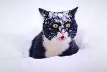 لبیک گربه‌ها در محاصره برف به دعوت امام مسجد