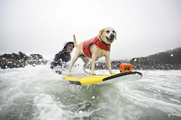  مسابقات جهانی موج‌سواری سگ‌ها