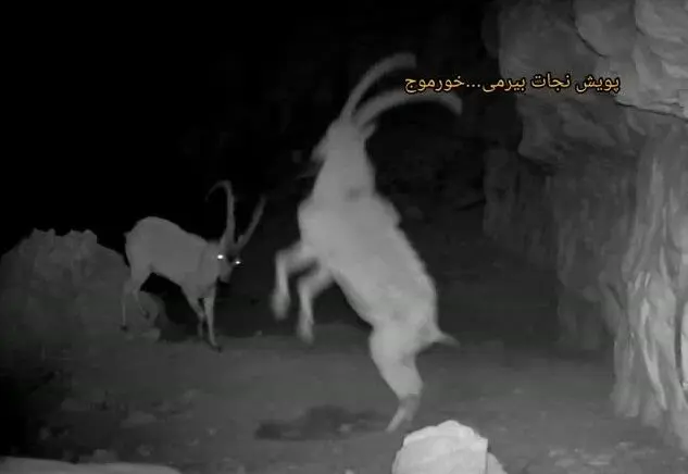  زیبایی حیات وحش کوه بیرمی در تاریکی شب