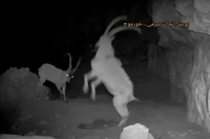  زیبایی حیات وحش کوه بیرمی در تاریکی شب