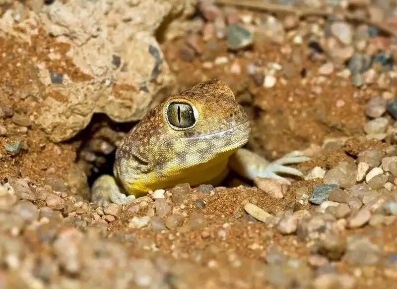مارمولک