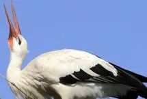کمک یک مغازه‌دار به لک‌لک گرمازده 