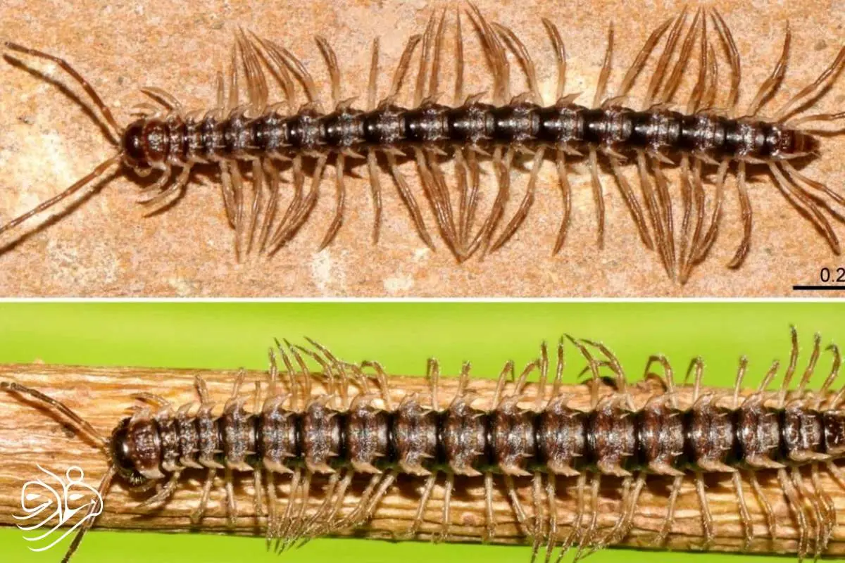 کشف یک هزارپای خاردار در تایلند