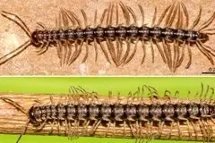 کشف یک هزارپای خاردار در تایلند