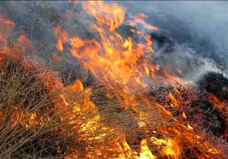 پشت پرده آتش‌سوزی در جنگل‌های زاگرس