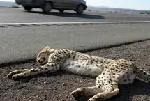 از بین رفتن ۱۳ یوزپلنگ ایرانی در یک دهه اخیر در جاده مرگ