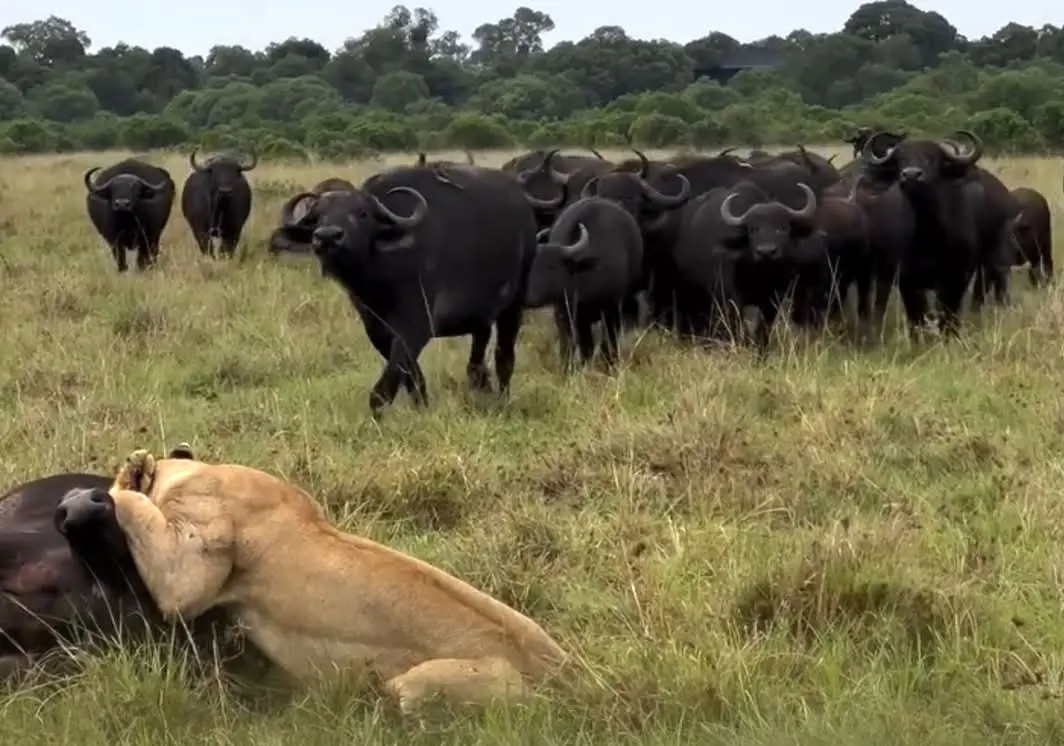 شکست شیرها در مقابل اتحاد دفاع گله گاومیش‌ها