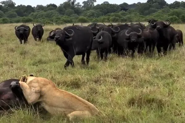 شکست شیرها در مقابل اتحاد دفاع گله گاومیش‌ها