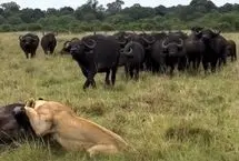 شکست شیرها در مقابل اتحاد دفاع گله گاومیش‌ها