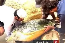 نجات لاک‌پشت غول‌پیکر از میان صخره‌ها