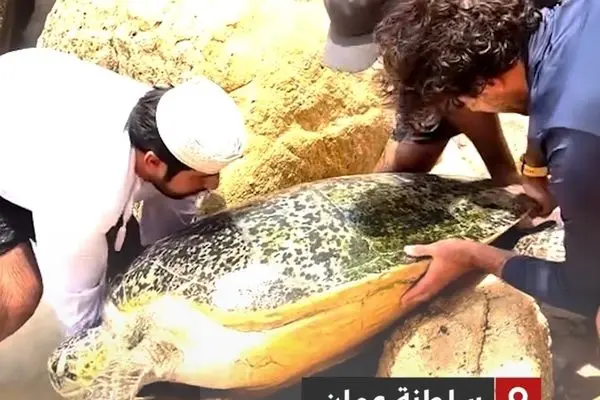 نجات لاک‌پشت غول‌پیکر از میان صخره‌ها