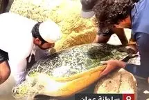 نجات لاک‌پشت غول‌پیکر از میان صخره‌ها