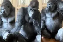 ژست انسان‌مانند گوریل پس از دعوا با جفتش سوژه شد