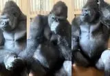ژست انسان‌مانند گوریل پس از دعوا با جفتش سوژه شد