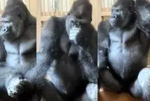 ژست انسان‌مانند گوریل پس از دعوا با جفتش سوژه شد