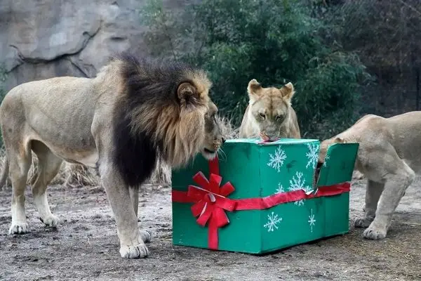 حیوانات در باغ‌وحش از خوراکی‌های ویژه کریسمس لذت بردند
