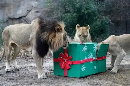 حیوانات در باغ‌وحش از خوراکی‌های ویژه کریسمس لذت بردند
