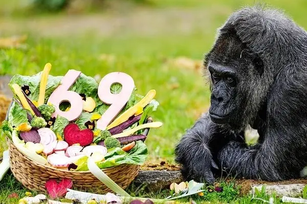 جشن تولد مسن‌ترین گوریل جهان 
