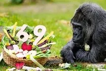 جشن تولد مسن‌ترین گوریل جهان 

