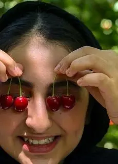 تصاویر؛ برداشت آلبالو و گیلاس از باغ‌های روستای کندر