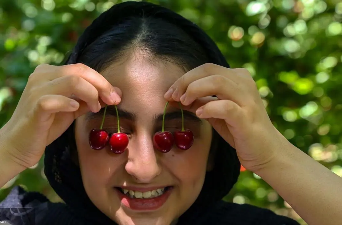 تصاویر؛ برداشت آلبالو و گیلاس از باغ‌های روستای کندر