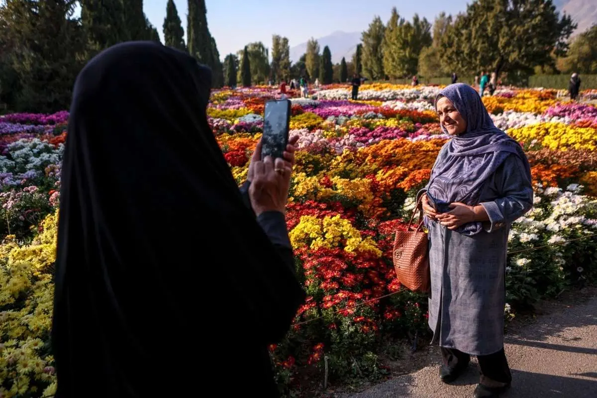 تصاویر؛ جشنواره گل‌های داوودی