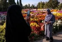تصاویر؛ جشنواره گل‌های داوودی