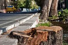 ماجرای قطع شبانه درختان / کسانی که جریمه 170 میلیاردی می‌دهند