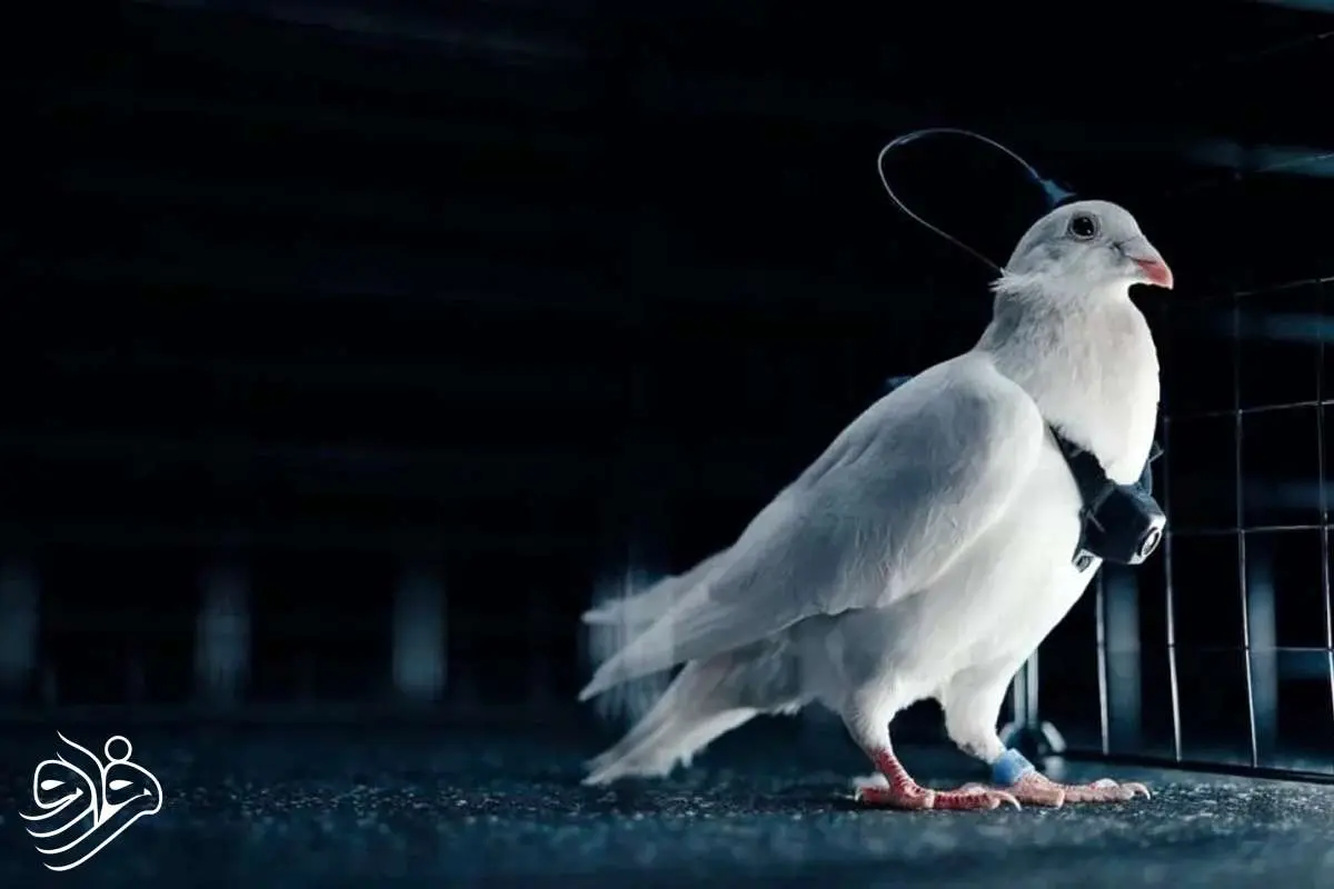 روس‌ها با ایمپلنت مغزی  کبوترها را به پهپاد تبدیل می کنند