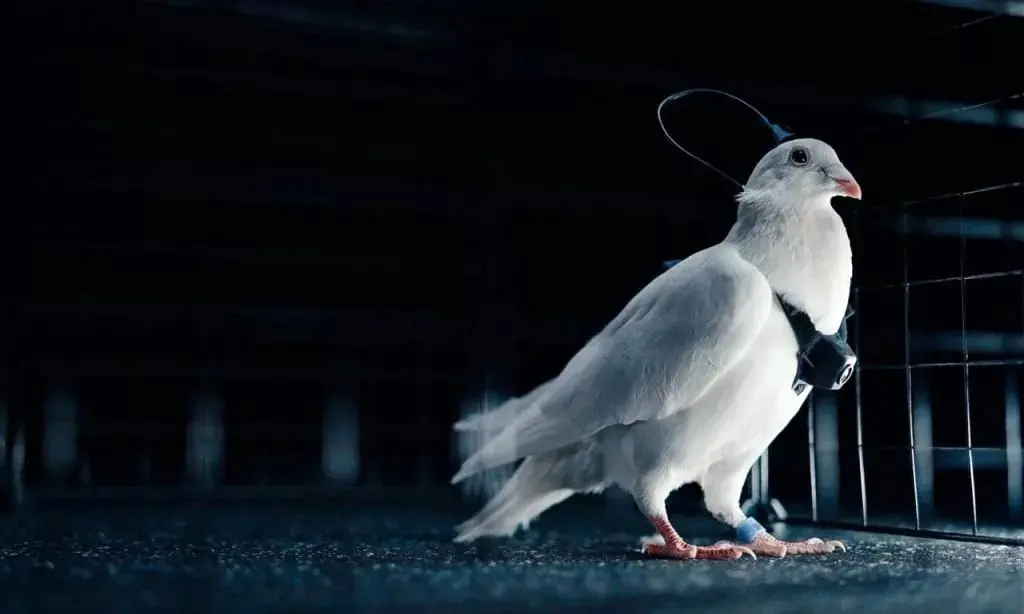 روس‌ها با ایمپلنت مغزی  کبوترها را به پهپاد تبدیل می کنند