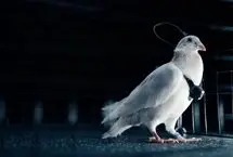 روس‌ها با ایمپلنت مغزی  کبوترها را به پهپاد تبدیل می کنند