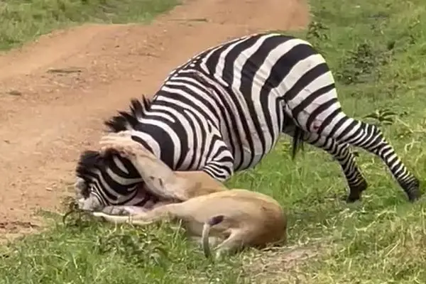  فرار شگفت‌انگیز گورخر از چنگ شیر ماده
