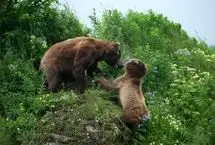 ببینید؛ خرس مادر در نبردی مرگبار برای نجات توله‌هایش