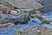 درگیری تمساح خشمگین با سمور‌ها 
