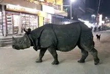 ببینید؛ کرگدنی که شهرنشینی را انتخاب کرده است!