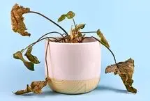 6 نشانه‌ای که باید گیاه آپارتمانی‌تان را دور بیندازید