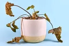 6 نشانه‌ای که باید گیاه آپارتمانی‌تان را دور بیندازید