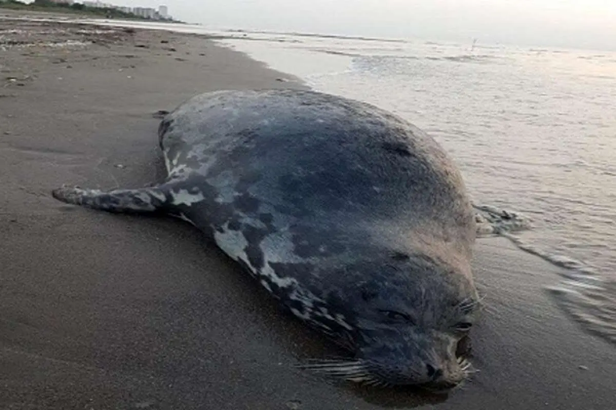 تراژدی پایان‌ناپذیر خزر/ یک فوک دیگر تلف شد