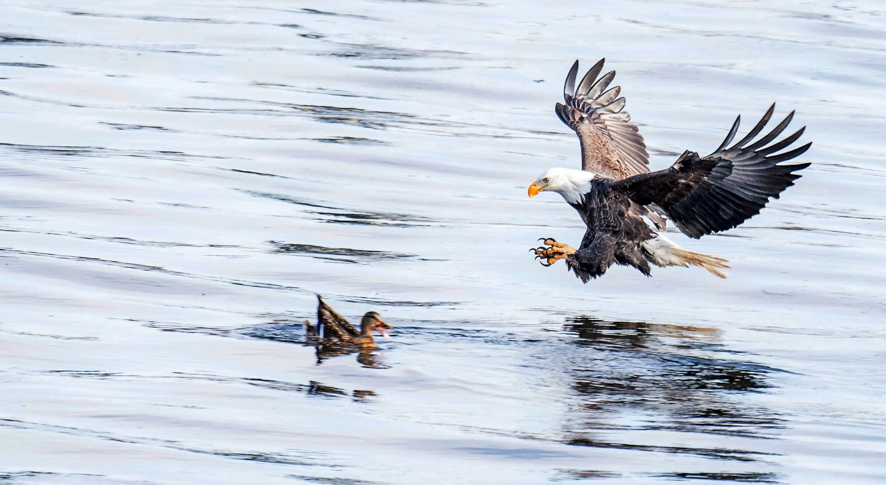 عقاب سرسفید با شنا شکار زنده را تا ساحل برد