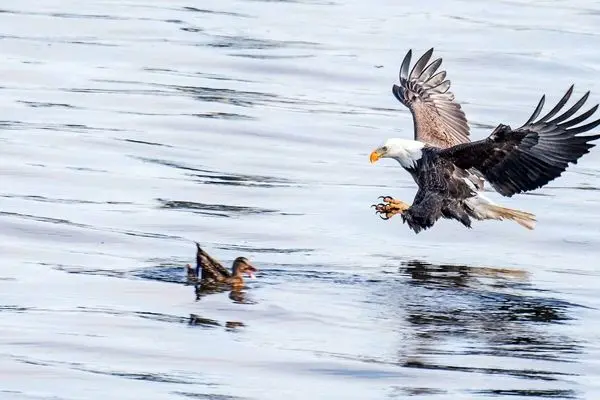 عقاب سرسفید با شنا شکار زنده را تا ساحل برد