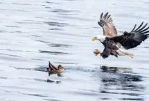 عقاب سرسفید با شنا شکار زنده را تا ساحل برد