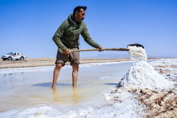 تصاویر؛ کال‌شور‌ بانمک