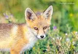 روباه کوچکی با سرِ جداشده یک حیوان