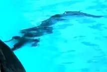 کروکودیل جوان مهمان ناخوانده استخر هتل لوکس استرالیا شد