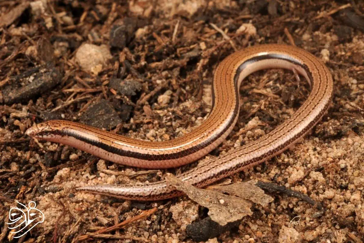 کشف یک مارمولک بی‌دست در استرالیا