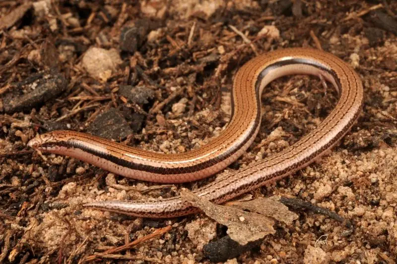 کشف یک مارمولک بی‌دست در استرالیا